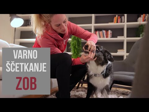 Video: Izdan omejen Nutrisca recept za hrano za pse
