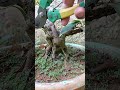*"Enjoyable bonsai pruning session"*😊🪴 #BonsaiTechnique #bonsai #bonsaitree #nature #gardening