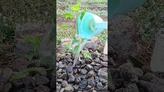 Watering Peppers on Gravel 🌶️✨ #Shorts #ASMR