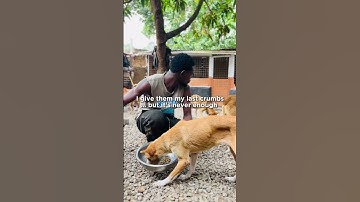 Please Don’t Scroll… 48 Rescue Dogs Are Going Hungry 💔 ($85 raised of $600)