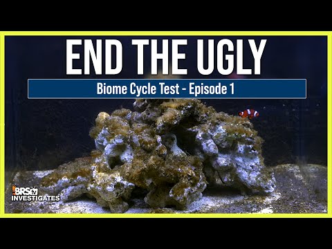 Ep: 1 How to Avoid the Ugly Stage? BRStv Investigates the Biome Cycle and Reef Aquariums.