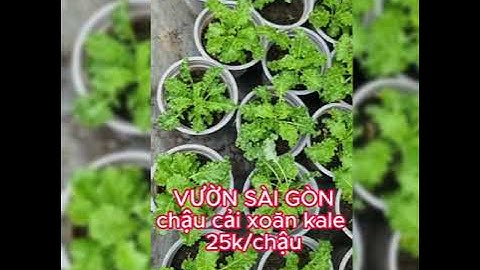 Chậu cải xoăn Kale xanh, Kale Tím, cây đẹp giá quá rẻ tại Vườn Sài Gòn