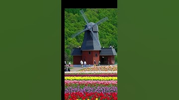 Thumbnail of Lavender fields Hokkaido Japan