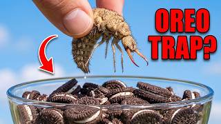 ANTLION vs OREOS: Can It Still Build a Trap?