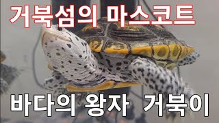 @ 거북섬 관상어 박람회,거북이 집중조명 햇슴다 ㅎ ㅎ