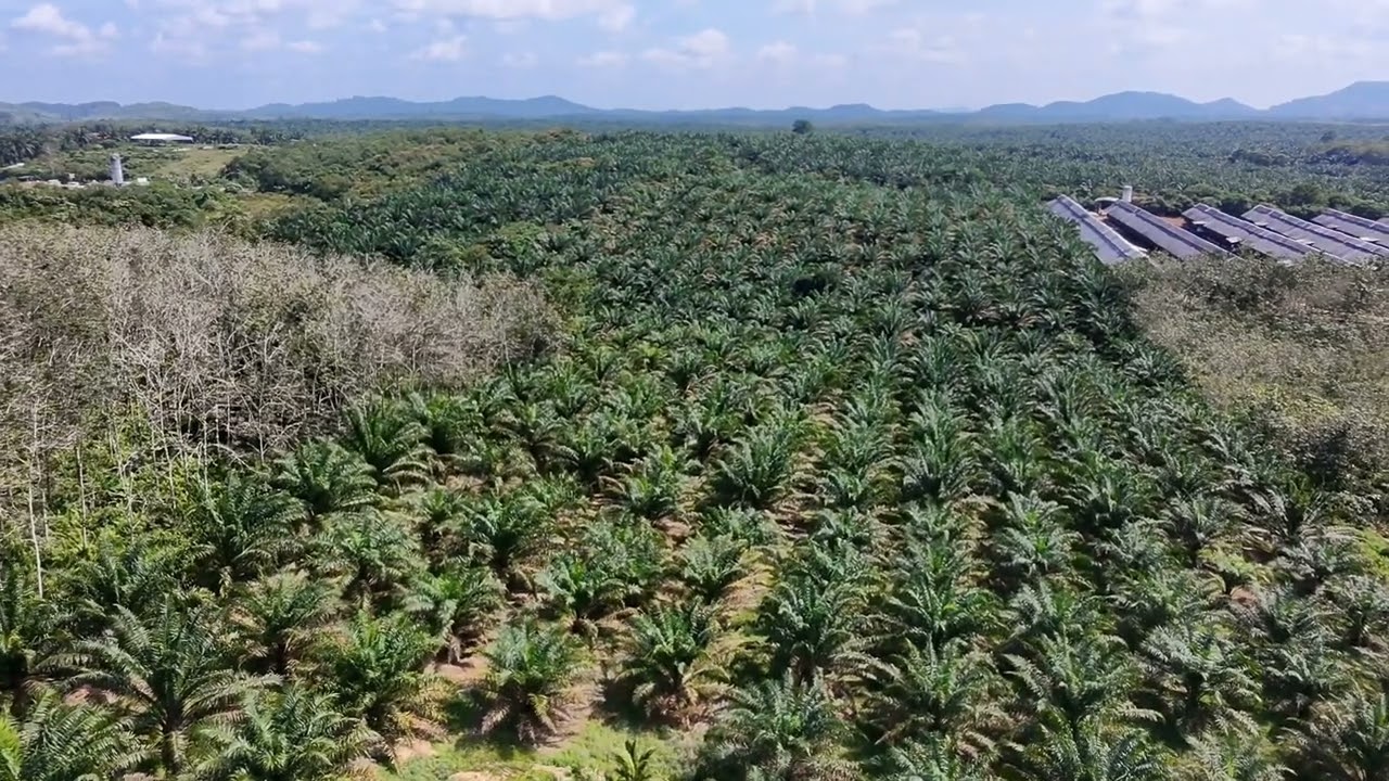 DJI Drone Flying Over Palm Oil Plantation 🌴 | Smooth and Cinematic FPV Shots