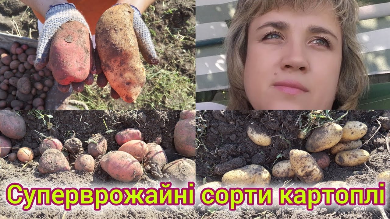 Вибираємо картоплю. Такого ви ще точно не бачили. Які сорти найврожайніші?
