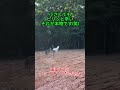 小さくてもピリッと辛いそれが本物です(笑)