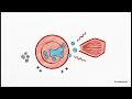 Akciğerde ve dokuda gaz değişimi ve taşınması - Gas exchange and transport in the lungs and tissues