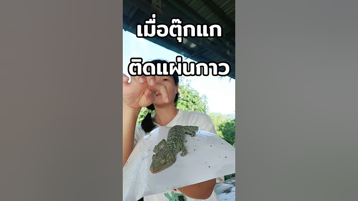 ช่วยตุ๊กแก ติดแผ่นกาวแมลงวัน !! #แม่จา #แม่จาแม่บ้าน #ช่วยสัตว์ติดแผ่นกาว #ตุ๊กแก #ตุ๊กแกติดแผ่นกาว