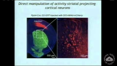 Self Stimulation—How Positive Feedback Loops Wire the Brain