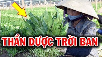 1 Nắm Rau Mùi Tàu Bằng 50 Triệu Thuốc Bổ, Chữa Khỏi Hàng Đống Bênh, Ăn Sớm Khỏe Sớm