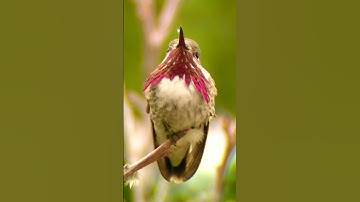 Male Calliope Hummingbird short video