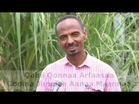 𝗤𝗼𝗽𝗵𝗶𝗶 𝗤𝗼𝗻𝗻𝗮 𝗔𝗿𝗳𝗮𝗮𝘀𝗮𝗮 𝗚𝗼𝗱𝗶𝗻𝗮 𝗝𝗶𝗺𝗺𝗮𝗮 𝗔𝗮𝗻𝗮𝗮 𝗠𝗮𝗮𝗻𝗻𝗮𝗮