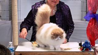 CFA World Show 2014, Persian Kittens, Purple Show set 3