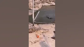 Обломисто крокодил )))))