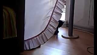 КОТЯТА от тайской кошки - ОТДАМ - ЗВОНИТЕ!!! КОТЯТА от тайской кошки - ОТДАМ - ЗВОНИТЕ!!!