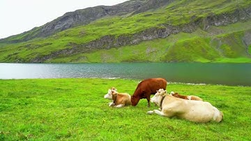 سورة الحديد كاملة / القارئ عمر سيلدينسكي 🤍