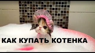 Как купать котенка Простые правила Как купать котенка Простые правила