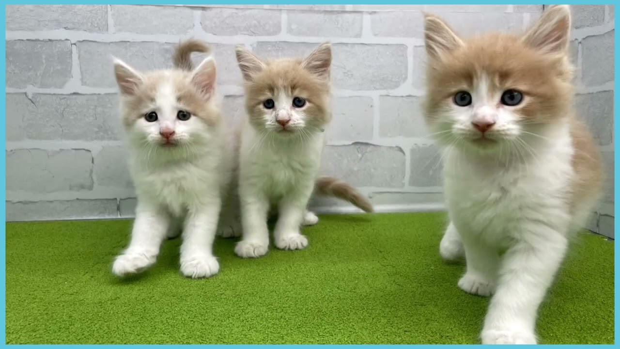 ペットショップcoo&riku No.00750161 メインクーン