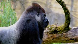 Goril Videosu - Çocuklar Için Hayvan Videoları - Hayvanları Tanıyalım