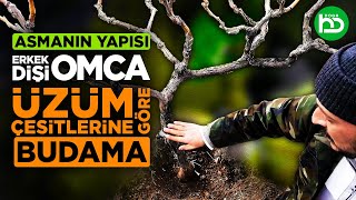 Erkek Omca - Dişi Omca, Üzüm Çeşitlerine Göre Budama, Asmanın Yapısı (üzümbağı/14) Resimi