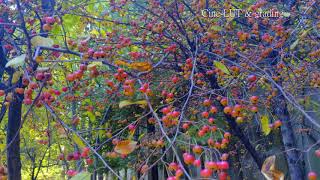 LG V30 Cine Log & LUT Grading with Davinci Resolve 14 (LG V30 시네영상테스트)