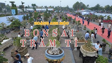 Cận cảnh dàn bonsai Hoàng Anh Mộc trăm tỉ ở Bắc Bling