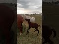 Tully. Naughty colt...learns lesson at 1:40 😂