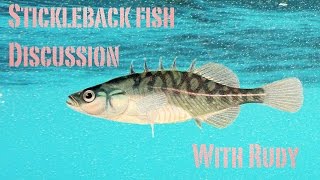 Stickleback Fish Discussion