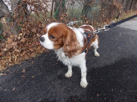 Resultado de imagen para cavalier king charles spaniel walking