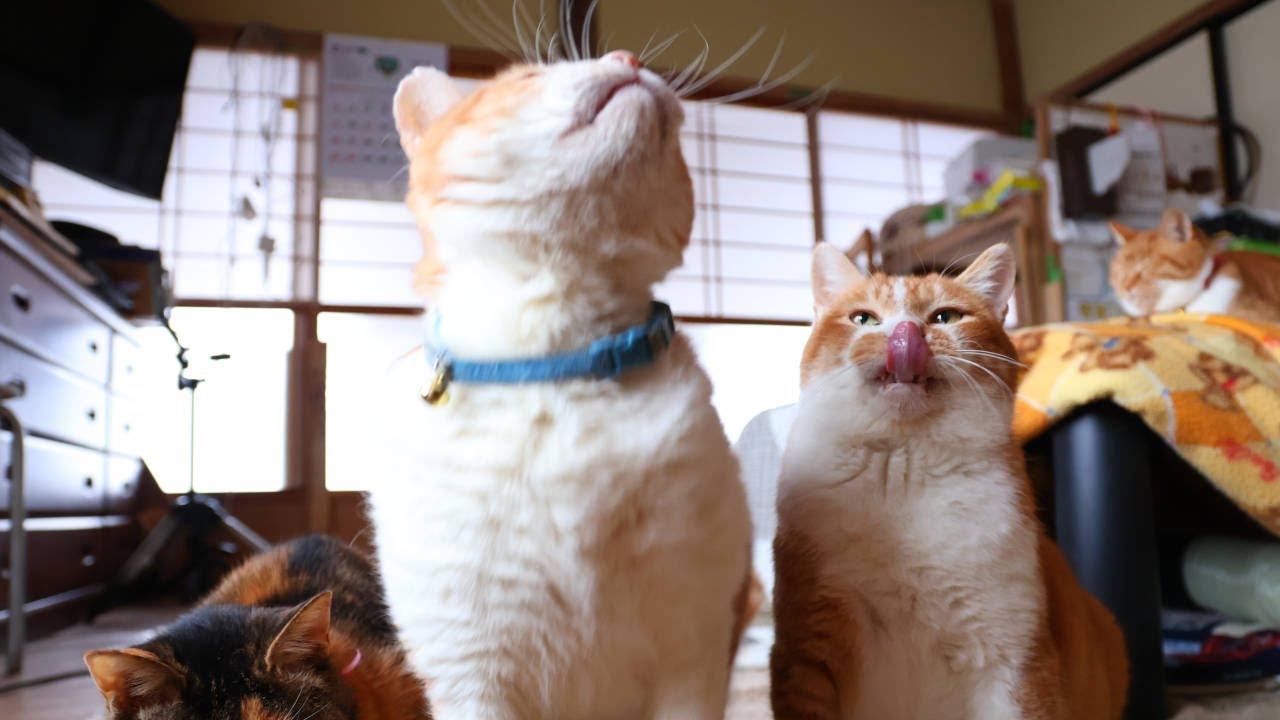 うずぼー三毛子におやつ 250612 - YouTube