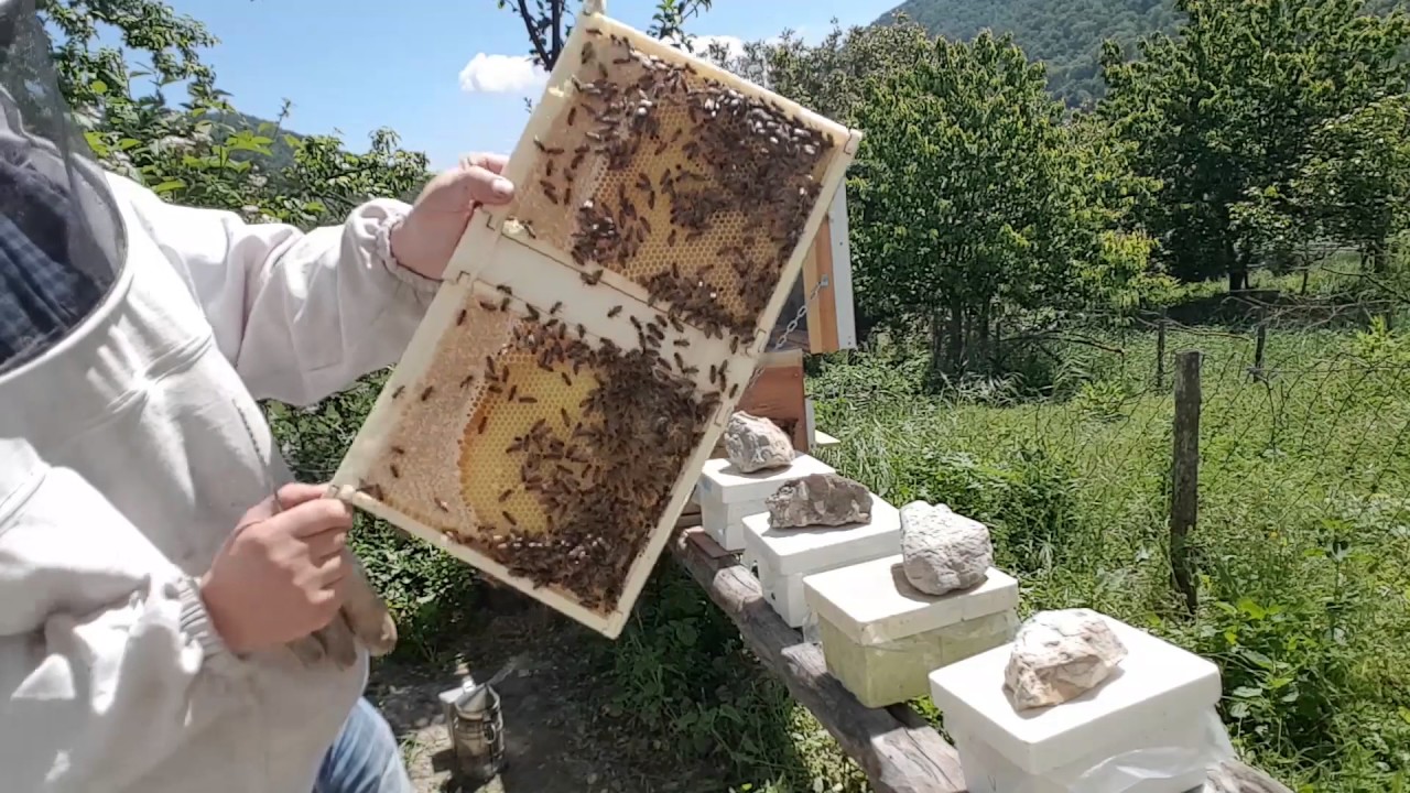 Dört Bölmeli Koloni Destek Kovani 24 Mayis 2017