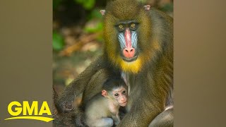How Disney Parks are protecting these adorable endangered mandrills