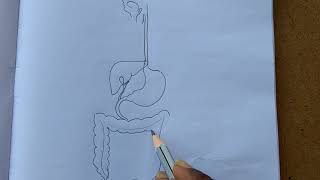 Drawing of human digestive system