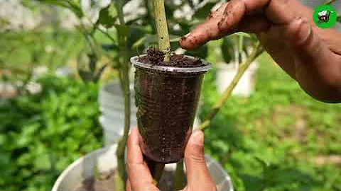 Effect of banana on lemon tree propagation -New technique