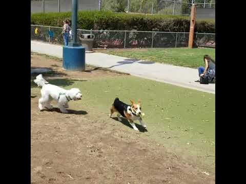 costa mesa dog park costa mesa dog park
