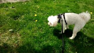 Bella approaching and backing away from a kitty tea pot