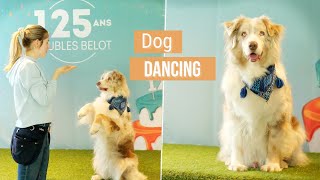 Dog Dancing avec Aiko Berger australien 10 ans • (Chez Meubles Belot) by The flash dogs 230 views 12 days ago 1 minute, 36 seconds