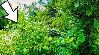 Overgrown BLINDSPOT almost killed this ELDERLY COUPLE, She was STUNNED we mowed it for FREE.