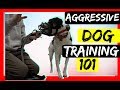 Stop Serious Dog Aggression with an Ecollar - Dog aggression Ecollar correction  tutorial!