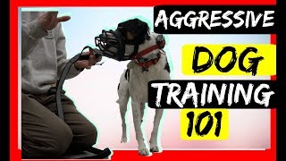 Stop Serious Dog Aggression with an Ecollar  Dog aggression Ecollar correction  tutorial!