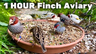 Aviary Birds | Finch Aviary | Softbills | Bird Sounds |  1 Hour | 4K