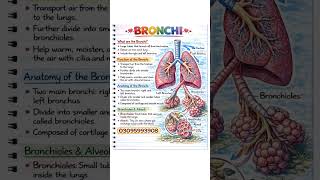 Shorts notes about Bronchi 🫁🎯🫁 #nurse #nursingstudent #viralvideo #shorts #medicalstudent #nursing