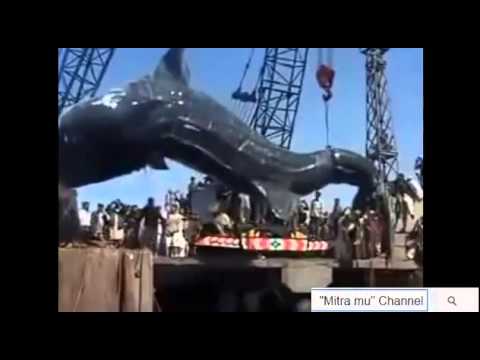 Ikan Hiu Terbesar Di Dunia Ikan Hiu Terbesar Di Dunia Tertangkap YouTube YouTube