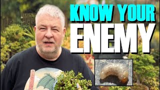 Stop These Bonsai Killers: Top 6 Pests and How to Defeat Them! Tiny Bonsai Pest Causes Big Problems