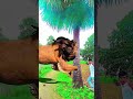 ￼yaar Tera Hero khalnayak ho gaya / tree se bahar nikalne wala #trending #funny #vfx #youtubeshorts