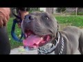 The Good Dog Minute 7/9/13: How we fix massive pulling on the walk in one session! The Good Dog Minute 7/9/13: How we fix massive pulling on the walk in one session!