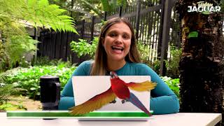 Territorio Jaguar I Capítulo 4