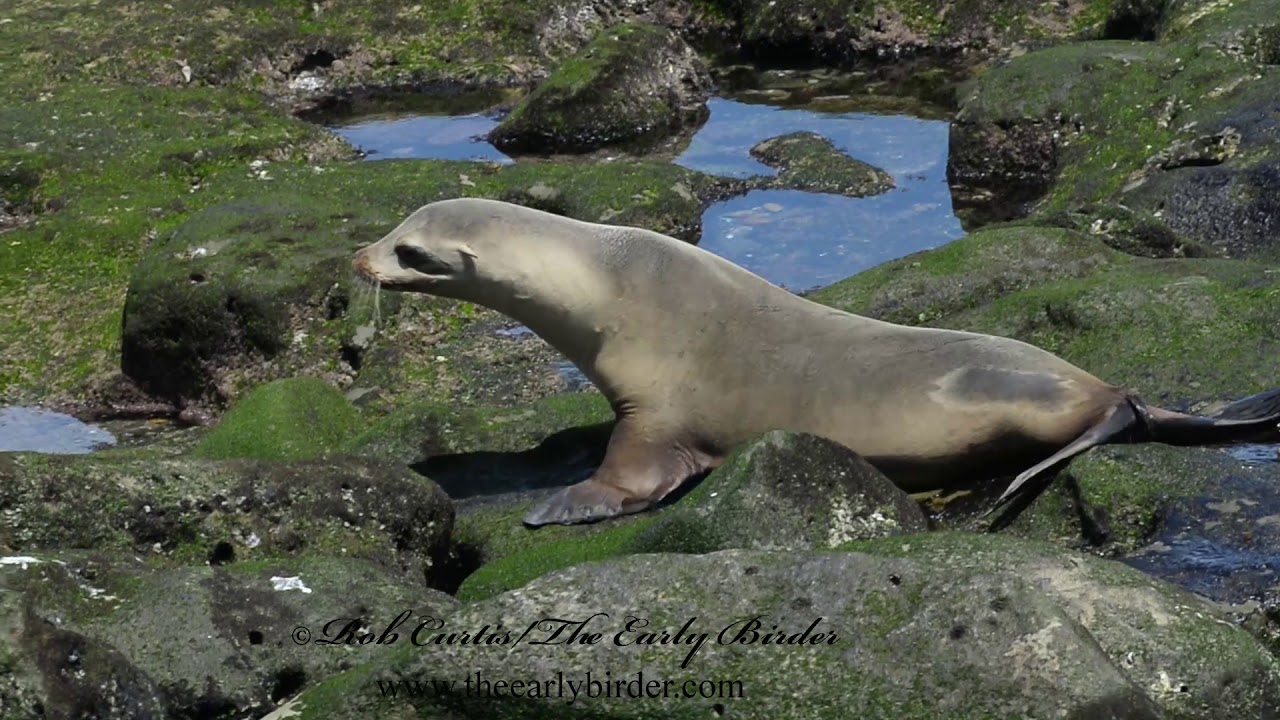 CALIFORNIA SEA LION, Zalophus californianus clamboring on rocks